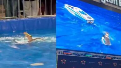 Photo of पानी में स्कीइंग करती है गिलहरी, कई साल बाद की वापसी तो लोगों ने कहा शानदार