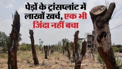Photo of  इंदौर: पेड़ों के ट्रांसप्लांट की हकीकत, लाखों रुपए खर्च, एक भी पेड़ जिंदा नहीं बचा