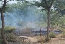 Photo of पंजाब में 15 एकड़ में फैले जंगल में लगी भीषण आग