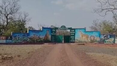 Photo of कूनो नेशनल पार्क: चीता गामिनी के एक शावक की मौत, मां के पास ही मिला शव