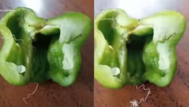 Photo of आप भी खाते हैं शिमला मिर्च? काटते वक्त खुली रखिए आंखें