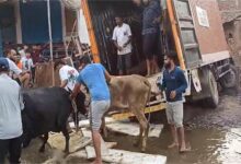Photo of फरीदाबाद में कैंटर से 17 गायें बरामद: ईद के लिए मेवात ले जा रहे थे तस्कर
