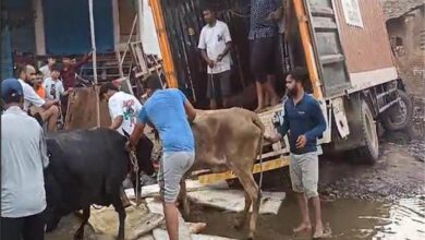 Photo of फरीदाबाद में कैंटर से 17 गायें बरामद: ईद के लिए मेवात ले जा रहे थे तस्कर