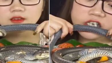 Photo of गाजर-मूली नहीं, सांप को कच्चा चबा गई लड़की