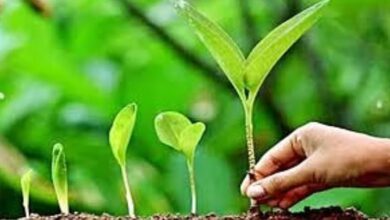 Photo of वाराणसी मंडल को और हरा-भरा करेगी योगी सरकार, लगाए जाएंगे 1.71 करोड़ पौधे