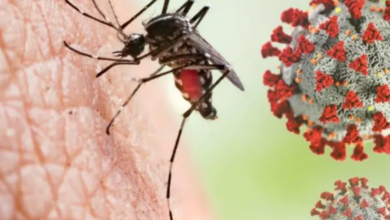 Photo of डेंगू और स्वाइन फ्लू हो सकते हैं खतरनाक, जाने इस के लक्षण और उपचार..
