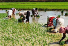 Photo of पंजाब : किसानों के लिए राहत भरी खबर, विद्युत मंत्रालय ने जारी किए ये आदेश…