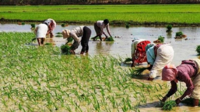 Photo of पंजाब : किसानों के लिए राहत भरी खबर, विद्युत मंत्रालय ने जारी किए ये आदेश…