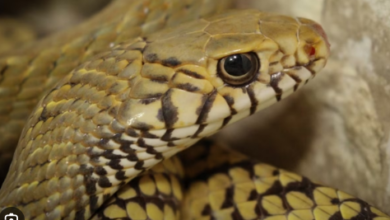 Photo of फसलों का बॉडीगार्ड किसानों का मित्र है ये सांप, पूरे जीवन 25 हजार चूहों को है खाता