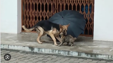 Photo of थोड़ी देर न दिखे जंगली सूमो तो चेतक हो जाता है बेचैन, इनकी दोस्ती देखने आते हैं लोग…