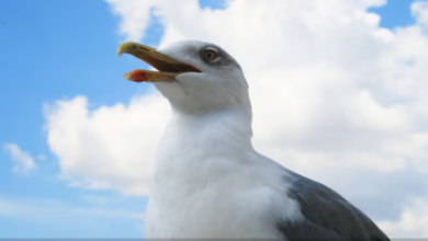 Photo of जिद्दी पंछी ने छत से नहीं हटाने दिया घोंसला, इससे ऐसा हुआ नुकसान