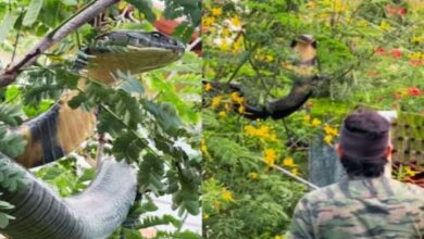 Photo of पेड़ पर बैठा 12 फीट का कोबरा, लोगों को देखते ही लगा फुफकारने, ऐसा फैलाया फन