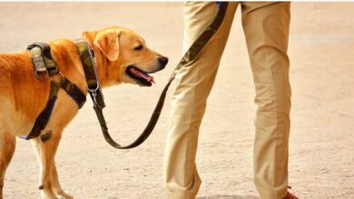 Photo of ट्रांसपोर्ट कंपनी में चार करोड़ की डकैती: वेतन नहीं बढ़ाने और मालिक की बदसलूकी से हुए खफा