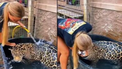 Photo of जगुआर को पालतू बिल्ली बना दिया! लड़की ने जंगली जानवर को टब में डाला