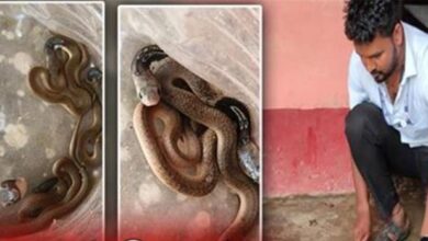 Photo of बिहार के सरकारी स्कूल में 3 दिनों में मिले 40 से अधिक कोबरा सांप, बच्चों व शिक्षकों में दहशत