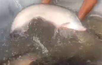 Photo of दुर्लभ है ये मछली, 2 साल में मिलती है वजन 15 किलो, स्वाद में सबसे अलग