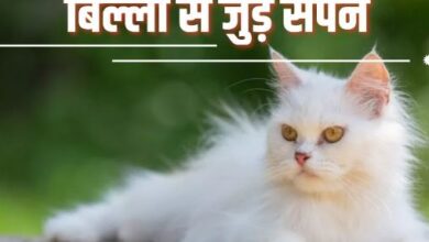 Photo of सपने में बिल्ली देखने के हो सकते हैं बहुत-से अर्थ, आने वाले जीवन के बारे में देते हैं संकेत