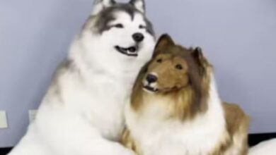 Photo of 13 लाख की कुत्ते की कॉस्ट्यूम में रहता है आदमी, मिला एक और साथी