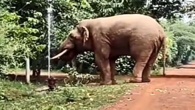 Photo of सीधे नल से पानी पीते दिखा हाथी, देखकर IFS अफसर भी हुए हैरान