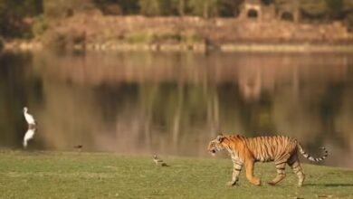 Photo of इंडिया के ऐसे नेशनल पार्क, यहां मानसून सीजन घूमने के लिए माना जाता है बेस्ट