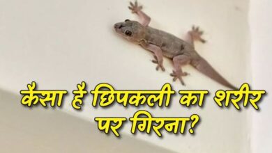 Photo of कैसा होता है शरीर पर छिपकली का गिरना, जानिए क्या कहता है शकुन शास्त्र