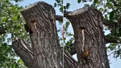 Photo of घोंसले में घुसा सांप, पक्षी के बच्चों पर किया हमला, तभी आ गई मां