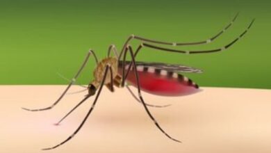 Photo of दिल्ली : डेंगू से निपटने के लिए अस्पतालों में बनाए गए नोडल अधिकारी