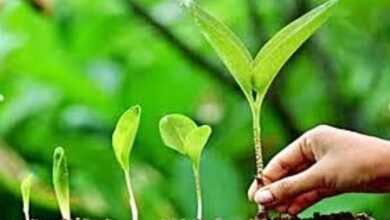 Photo of कानपुर: पौधे लगाए 44.45 लाख…संरक्षण करेंगे सिर्फ 14.30 लाख का