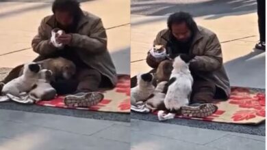 Photo of रोड पर बैठकर खा रह था बेघर शख्स, तभी सूंघते हुए आ गए आवारा कुत्ते