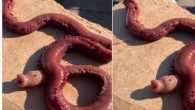 Photo of व्हेल देखने आया था लोगों का ग्रुप, अचानक किनारे पर देखा एक ऐसा अजीब जानवर