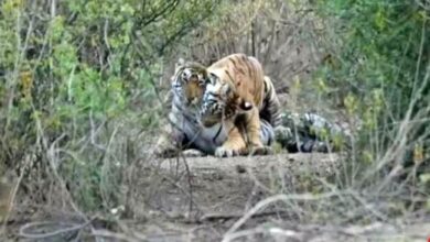 Photo of सरिस्का नेशनल पार्क में सफारी बंद फिर भी हो रहे टाइगर के दीदार