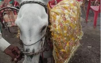 Photo of ये गधा नहीं… दुनिया का है 8वां अजूबा!