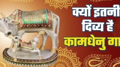 Photo of कामधेनु गाय क्यों है इतनी दिव्य, जानिए इससे जुड़ी कुछ खास बातें