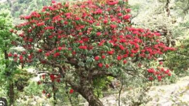 Photo of उत्तराखंड में देश के पहले ‘रोडोडेंड्रोन’ उद्यान की स्थापना
