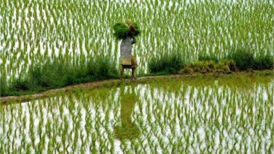 Photo of अच्छी बारिश से खिले किसानों के चेहरे