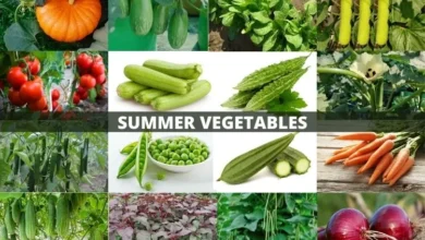 Photo of गर्मियों में इन सब्जियों का करें सेवन, मजबूत होगा इम्यून सिस्टम…कभी नही होंगे बीमार