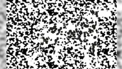 Photo of तस्वीर में छिपा हुआ है एक जानवर, तेज़ नज़र वाले ही ढूंढ पाएंगे