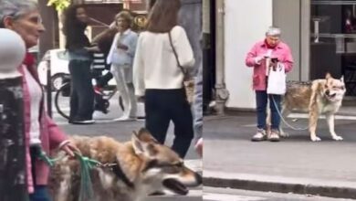 Photo of रोड पर खूंखार जीव के साथ टहलती दिखी महिला, भेड़िया समझकर दहशत में आए लोग