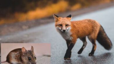 Photo of लोमड़ी पर हमला करने उछला चूहा, दोनों के बीच हुई जोरदार लड़ाई, लोगों को नहीं हुआ यकीन!