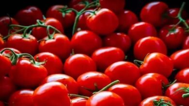 Photo of टमाटर की कीमतों में नहीं आ रही गिरावट, दिल्ली में 90 रुपए प्रति किलो पहुंचा भाव