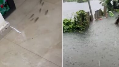 Photo of घर में घुसा बाढ़ का पानी, यूं तैरती दिखीं मछलियां