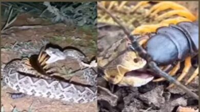 Photo of सांप और कनखजूरे की बीच हुई कांटे की टक्कर, एक दूसरे को काटते दिखे दोनों
