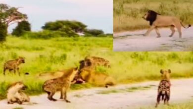 Photo of शेरनियों संग ‘पार्टी’ कर रहे थे लकड़बग्घे, जैसे हुई ‘जंगल के राजा’ की एंट्री