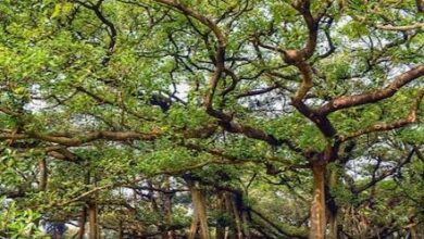 Photo of 255 साल पुराना है यह पेड़, 5 एकड़ जमीन पर फैली है इसकी फैमली