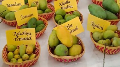 Photo of दिल्ली : जनकपुरी में आम महोत्सव शुरू… कल तक चलेगा