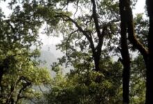 Photo of उत्तराखंड: बांज के वृक्षों पर मंडराया खतरा…बीमारी से सूख रहे