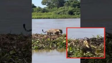 Photo of  नदी के बीचों-बीच फंसा तेंदुआ, अचानक नजर आया मगरमच्छ, फिर दिखा चौंकाने वाला नजारा!