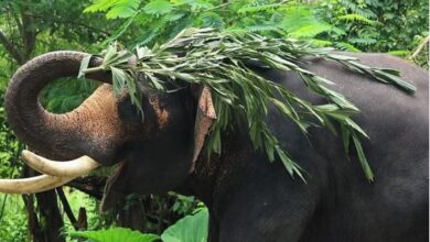 Photo of उत्तराखंड: जंगल से गजराज की लजीज खुराक चोरी होने से रोकने के लिए फोर्स तैनात