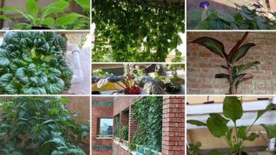 Photo of दिल्ली: फसलों के साथ अब हाइड्रोपोनिक बागवानी से होगा बिजली उत्पादन