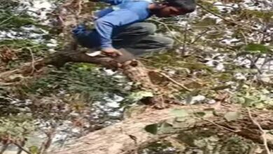 Photo of मिल गया कलियुग का कालिदास! पेड़ पर चढ़ टहनी काट रहा था शख्स